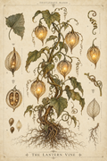 Lantern Vine — Botanical Specimen Art Print