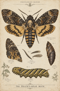 Moth — Specimen Art Print