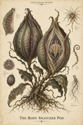 Body Snatcher Pod — Botanical Specimen Art Print